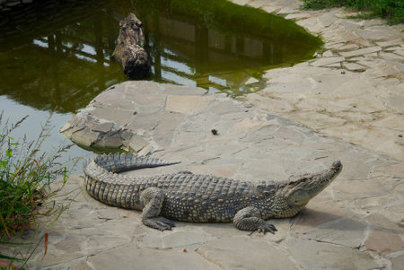 Big crocodile resting on the rocksの写真素材