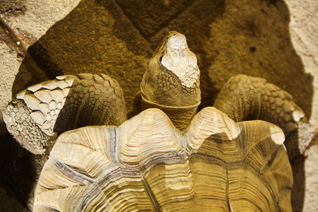 A large ocean turtle on land. Close-up of the shell. The concept of fauna and zoology.