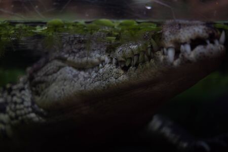 Animal of the world. Wroclaw zoo. Afrykarium