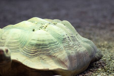 Animal of the world. Wroclaw zoo. Afrykariumの写真素材
