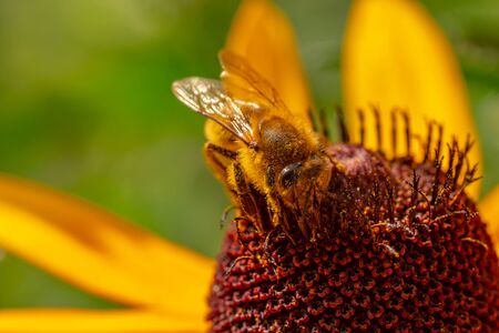 Macro photography of insects on flowers and plants. Cool