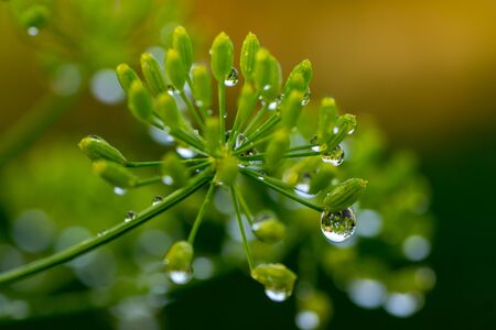 Macro photography of insects on flowers and plants. Cool