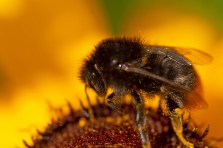 Macro photography of insects on flowers and plants. Cool