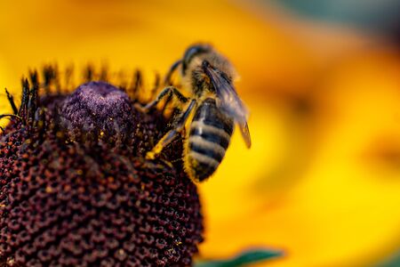 Macro photography of insects on flowers and plants. Cool