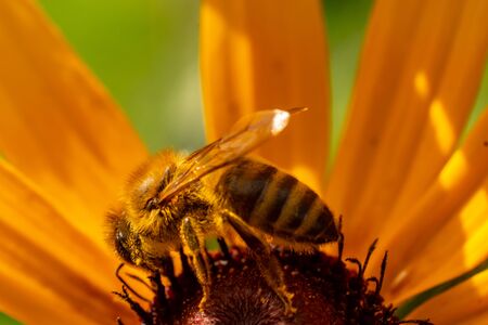 Macro photography of insects on flowers and plants. Cool