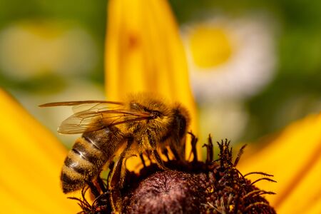 Macro photography of insects on flowers and plants. Cool
