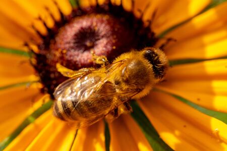 Macro photography of insects on flowers and plants. Coolの写真素材