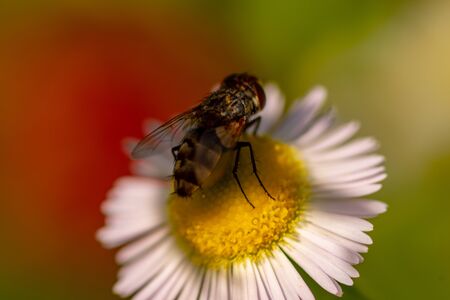 Macro photography of insects on flowers and plants. Cool