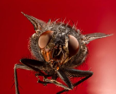 Macro photo of a fly. Macro cool. Insect macrophotographyの写真素材