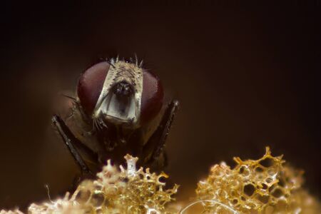 Macro photo of a fly. Macro cool. Insect macrophotographyの写真素材