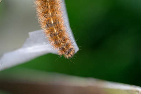 karasa bear - caterpillar. Butterfly larva