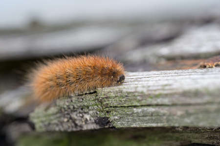 karasa bear - caterpillar. Butterfly larvaの写真素材