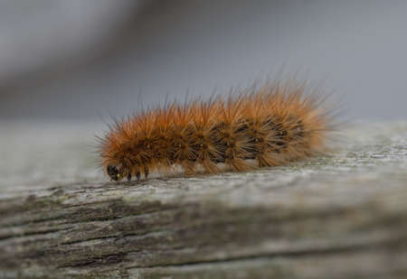 karasa bear - caterpillar. Butterfly larvaの写真素材