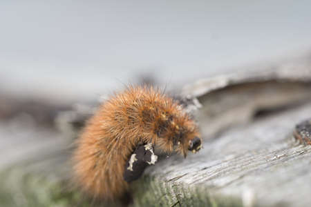 karasa bear - caterpillar. Butterfly larvaの写真素材