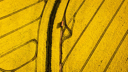 Rapeseed fieldの写真素材