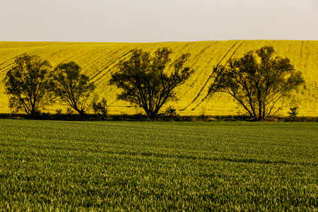 A warm day in the countryside. Yellow rape field at sunsetの写真素材