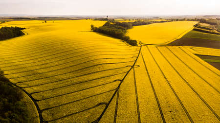 A warm day in the countryside. Yellow rape field at sunsetの写真素材