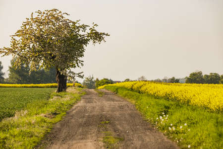 A warm day in the countryside. Yellow rape field at sunsetの写真素材