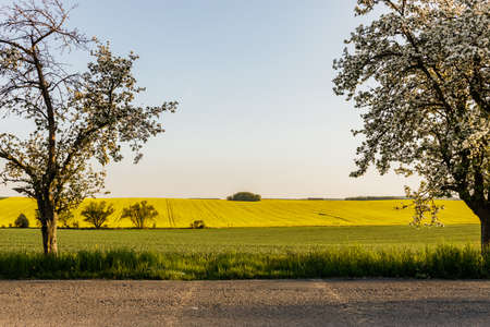 A warm day in the countryside. Yellow rape field at sunsetの写真素材