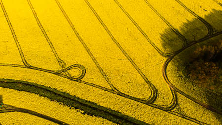 A warm day in the countryside. Yellow rape field at sunset.の写真素材