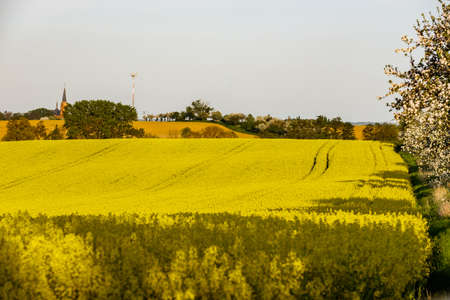 A warm day in the countryside. Yellow rape field at sunset.の写真素材