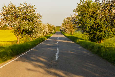 A warm day in the countryside. Yellow rape field at sunset.の写真素材