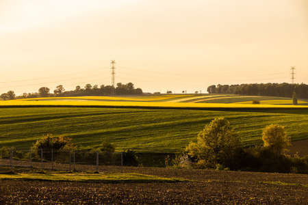 A warm day in the countryside. Yellow rape field at sunset.の写真素材