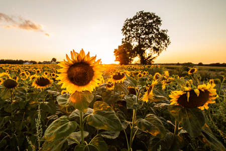 A field of sunflower seeds at sunset