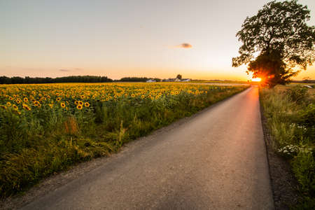 A warm day in the countryside. Yellow rape field at sunset. Wind turbines in the rape fieldの写真素材