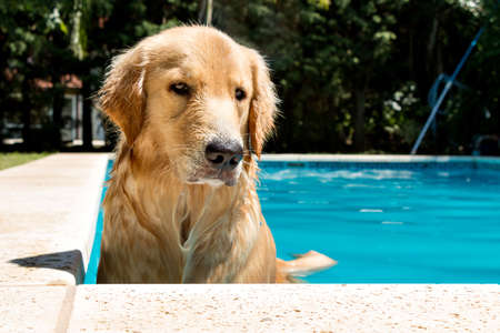 Golden retriever in a poolの写真素材