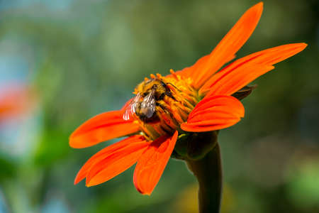 Macro shot of a mexican sunflower (Tithonia rotundifolia)の写真素材