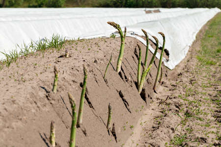 Asparagus field with asparagus (Asparagus officinalis) covered with foil for harvestの写真素材