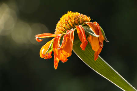 Macro shot of a mexican sunflower (Tithonia rotundifolia)の写真素材