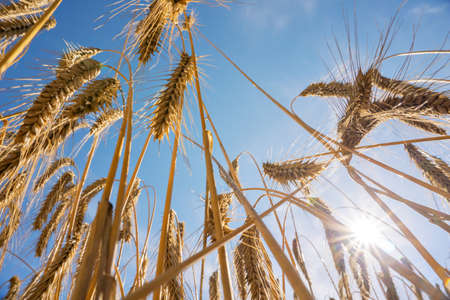 Barley field in summer just before harvestの写真素材
