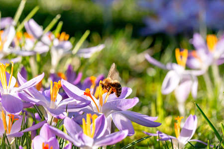 Crocus, Crocus, Iris family on green spring meadow