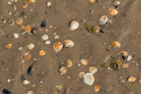 Shells lie at low tide in the Wadden Sea, on the North Sea coast