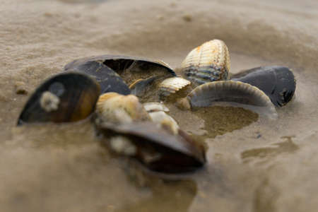 Shells lie at low tide in the Wadden Sea, on the North Sea coast