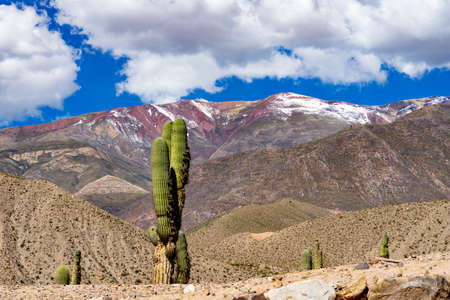 CardÃ³nes (Pachycereus pringlei, cactus) in the Andes near Tilcara, in the province of Jujuy,...