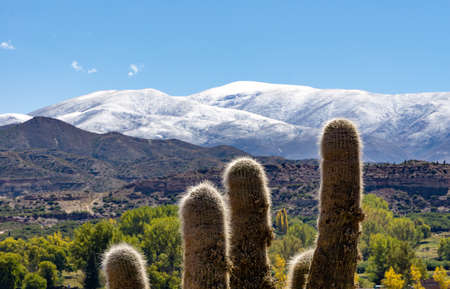 CardÃ³nes (Pachycereus pringlei, cactus) in the Andes near Tilcara, in the province of Jujuy, Argentinaの写真素材