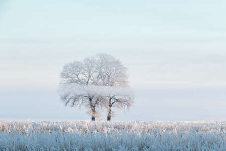 Winter snowy landscape, with blue sky and sunの写真素材