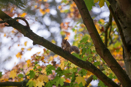 Squirrels is sitting on a wooden branch in autumnの写真素材
