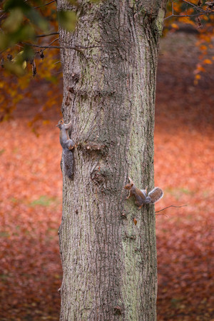 Two squirrels are sitting on a wooden branch in autumnの写真素材