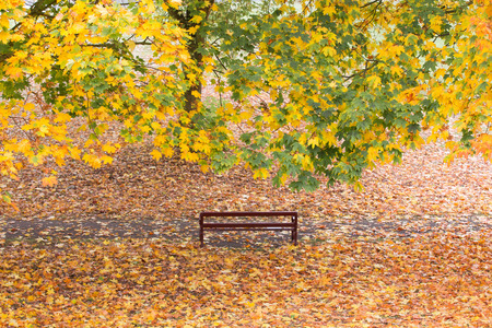 Convenient bench in a park with autumn treesの写真素材