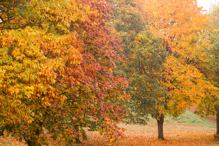 Autumn colours in a park with leaves on the ground