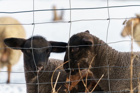 Two cute black lambs stand behind a wire fence on a snowy pasture. One eats a dried black leaf, the other one has a look on it - eye level shot, horizontal orientation, blurred backgroundの写真素材
