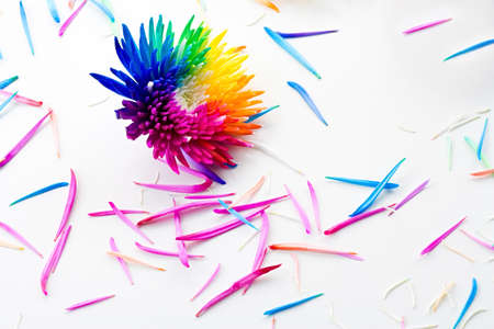 Rainbow Chrysanthemum on white backround with haotically scattered multicolored petalsの写真素材
