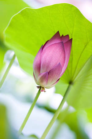 Exotic tropical flower on light green backroundの写真素材