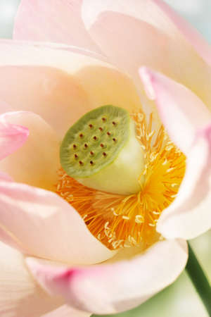 Lotus, close-up, sunny dayの写真素材