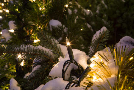 Christmas tree sprinkled with snow and decked with lightsの写真素材