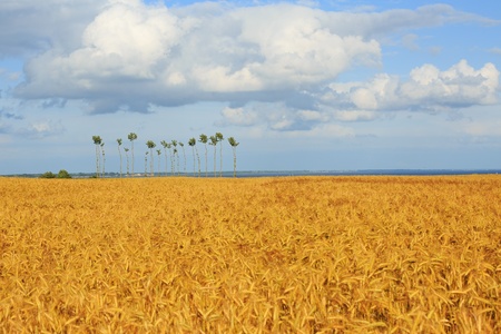 Trees and field of wheat swaying in the windの写真素材